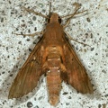 Pachylia ficus3
