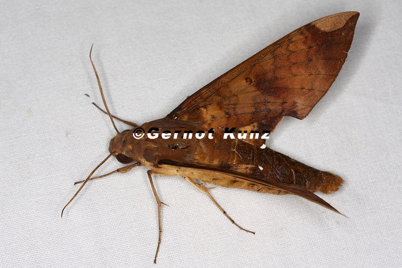 Pachylia_ficus_13_2.jpg