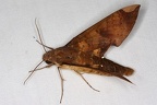 Pachylia ficus 13 2