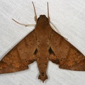 Pachylioides resumens 5