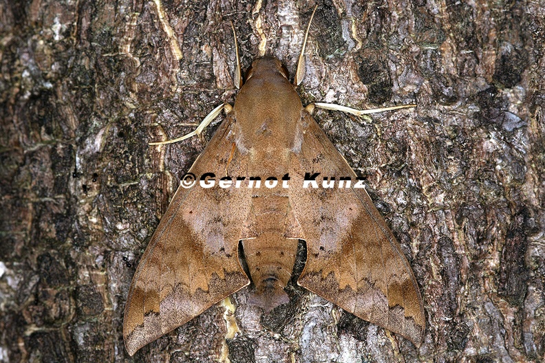 Pachylioides_resumens_7.jpg