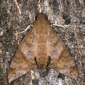 Pachylioides resumens 7