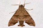 Perigonia lusca or P ilus 50 2