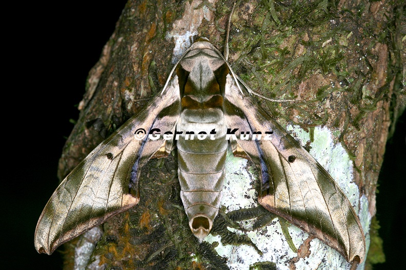 Protambulyx_goeldii_2.jpg