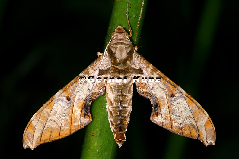 Protambulyx_goeldii__9_2.jpg
