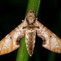 Protambulyx goeldii  9 2