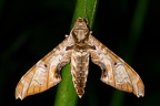 Protambulyx goeldii  9 2