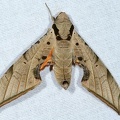 Protambulyx strigilis 8 3