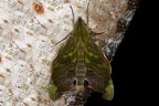 Stolidoptera tachasara1
