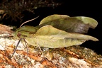 Stolidoptera tachasara2