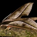Xylophanes acrus 9 2