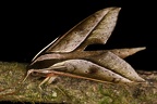 Xylophanes acrus 9 2