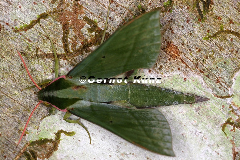 Xylophanes_belti_M2_2.jpg