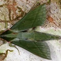 Xylophanes belti M2 2