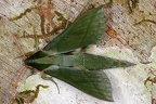Xylophanes belti M2 2