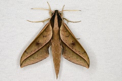 Xylophanes staudingeri8 2