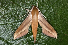 Xylophanes tersa 1 001