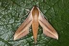 Xylophanes tersa 1 001