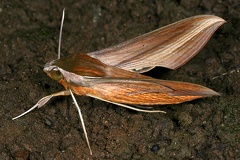 Xylophanes tersa 3