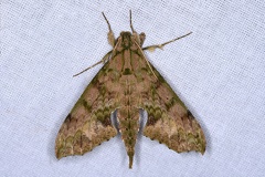 Xylophanes zurcheri5 2