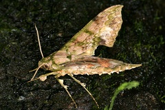 Xylophanes zurcheri 9