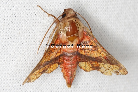 Dysodia speculifera 6 2