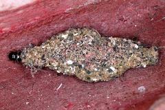 Tineidae indet  L3 2