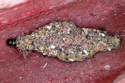 Tineidae indet  L3 2