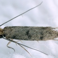 Tineidae indet  cf  8 2