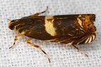 Tortricidae