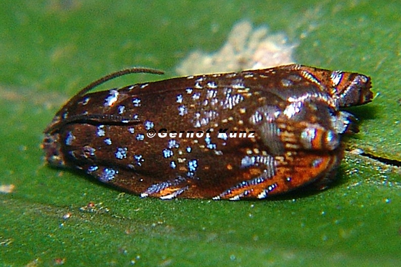 Tortricidae indet 2 2 - Tortricidae_indet__2_2.jpg Tortricidae_indet__2_2.jpg