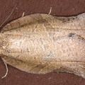 Tortricidae indet  cf  5 2
