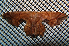 Calledapteryx dryopterata 4 2