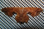 Calledapteryx dryopterata 4 2