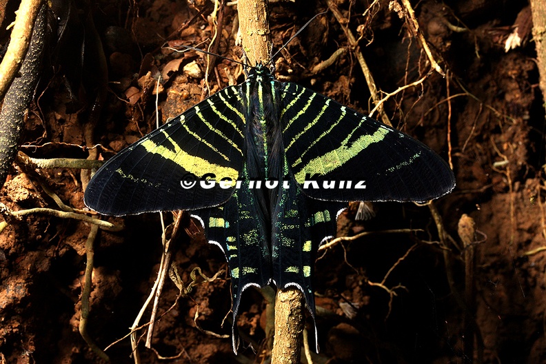 Urania fulgens Colipato Verde Green Urania 2 2 - Urania_fulgens__Colipato_Verde__Green_Urania_2_2.jpg Urania_fulgens__Colipato_Verde__Green_Urania_2_2.jpg