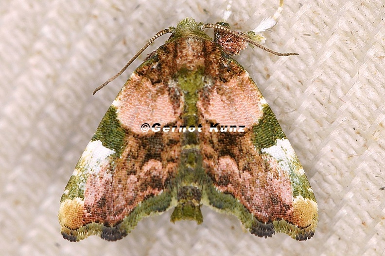 Lepidoptera_indet__100_2.jpg