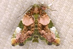 Lepidoptera indet  100 2