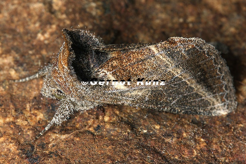 Lepidoptera_indet__120_2.jpg