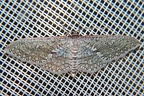 Lepidoptera indet  190 2