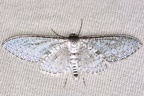 Lepidoptera indet  204 2
