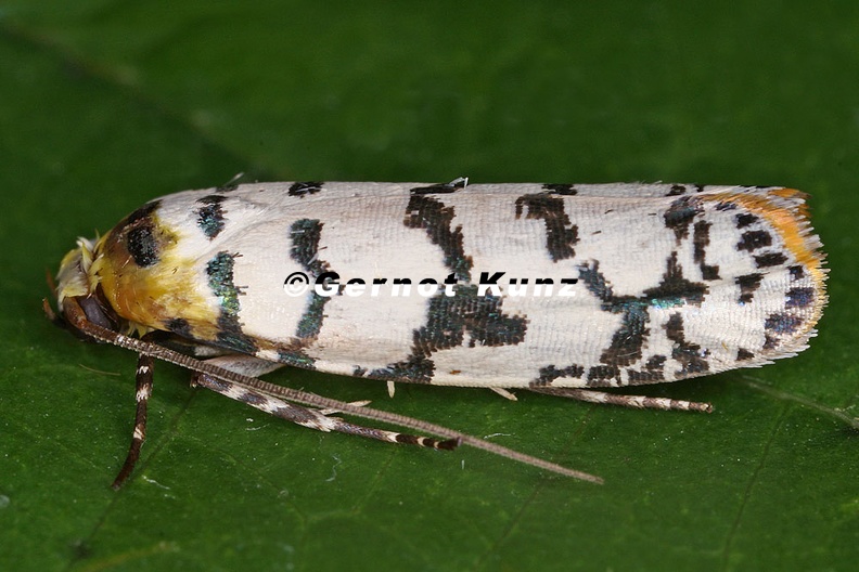 Lepidoptera_indet__24_2.jpg