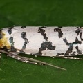 Lepidoptera indet  24 2