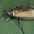 Lepidoptera indet  26 2