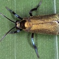 Lepidoptera indet  27 2