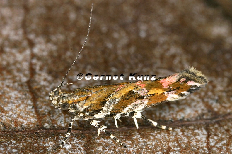 Lepidoptera_indet__40_2.jpg