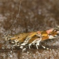 Lepidoptera indet  40 2