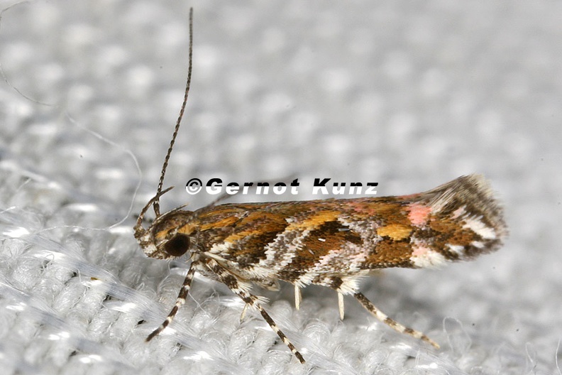Lepidoptera_indet__41_2.jpg