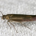 Lepidoptera indet  42 2