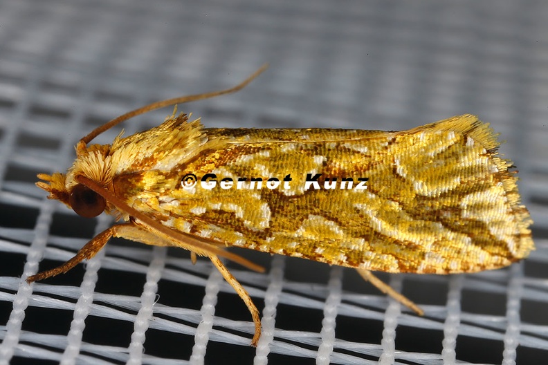 Lepidoptera_indet__47_2.jpg