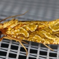 Lepidoptera indet  47 2